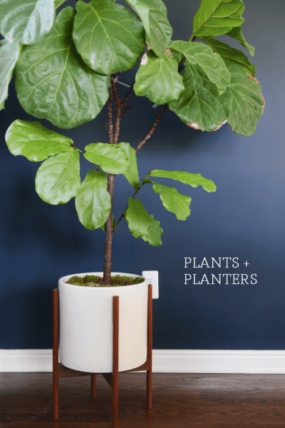 Plant + Planters