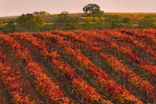 Bed and Breakfast (and Wine)